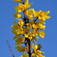 Forsycja. 