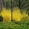 Forsycje
