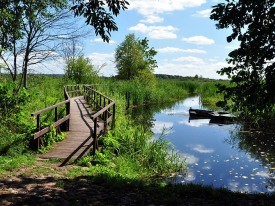 Ścieżka przyrodnicza 'Kładka wśród bagien' (NARWIAŃSKI PARK NARODOWY- KUROWO)