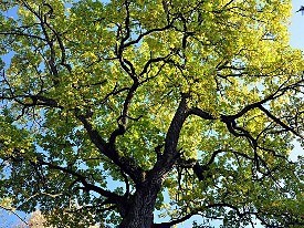 Szlak Dębów Królewskich i Wielkich Książąt Litewskich (STARA BIAŁOWIEŻA)