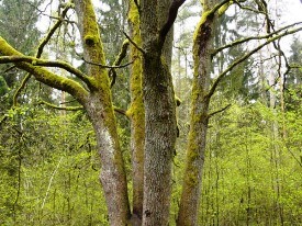 Miejsce Mocy (BIAŁOWIEŻA)