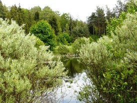 Arboretum im. Powstańców 1863r (KOPNA GÓRA)