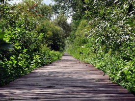 Ścieżka edukacyjna 'Kładka' (BIEBRZAŃSKI PARK NARODOWY- Osowiec)