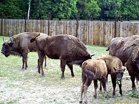 Rezerwat pokazowy Puszczy Białowieskiej (BIAŁOWIEŻA)