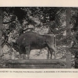 Park Pałacowy - BIAŁOWIEŻA