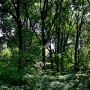 Park podworski de Virionów