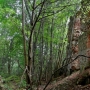 Park podworski de Virionów