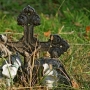 Cmentarz rzymsko-katolicki