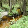 Rezerwat 'Kulikówka' - Zalesie