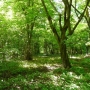 Chodząc po gęstym zarośniętym parku można odnaleźć dawne ścieżki, obsadzone szpalerami drzew.