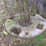 Wiatrak koźlak