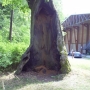 Park przed Muzeum przyrodniczo-leśnym