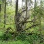 Rezerwat Krzemianka - Rybniki