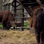 Akcent ZOO