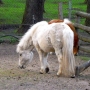 Akcent ZOO