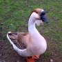Akcent ZOO