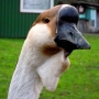 Akcent ZOO