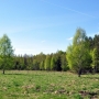 Wysoki świerkowy las w wielu miejscach otoczony jest brzozowym drzewostanem, kt&oacute;ry swoją jasną wiosenną zielenią pięknie odbija się na tle ciemnej puszczy. 