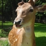 Akcent ZOO