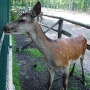 Akcent ZOO
