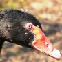 Akcent ZOO