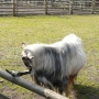 Akcent ZOO