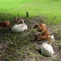 Akcent ZOO
