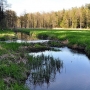 Leśne Wędrownice