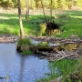 Leśne Wędrownice