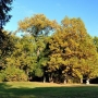Park Pałacowy