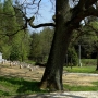 Cmentarz Wojenny 1831