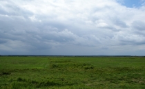 Łąki nad Narwią