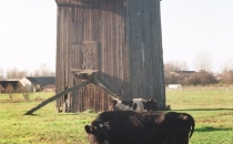 Wiatrak koźlak