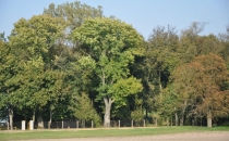 Dawny park dworski