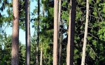 Rezerwat przyrody 'Karczmisko'