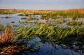 Kładka przez Narew