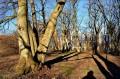 Park Plebański z XVII wieku.